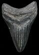 Fossil Megalodon Tooth - Georgia #68072-1